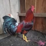 Mario Juarez Profile Picture